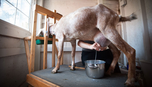 Woman milking a goat in a specialized stand