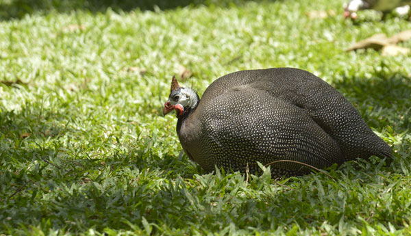 A guinea hen sits at rest in a green field.