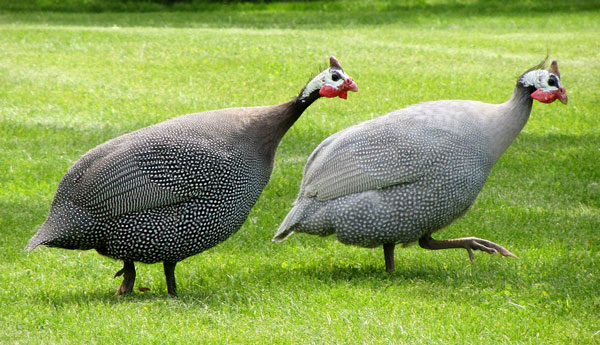 Two guinea fowl on the lawn