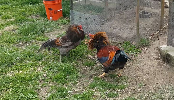 Roosters with flared hackles