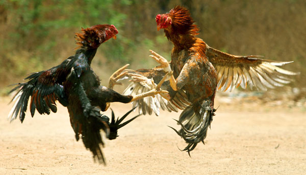 Roosters fighting
