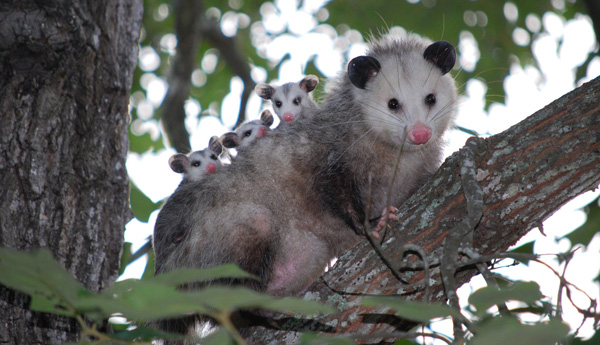 Opossum in a tree with its young