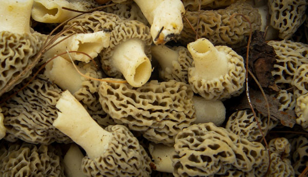 A cluster of Morels with hollow stems visible