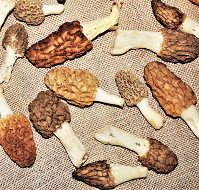 A sampling of differently colored morels