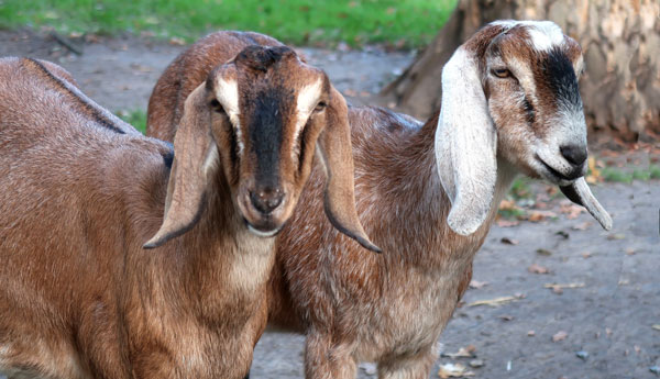 Brown Nubian Goats