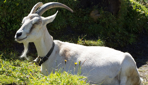 White Alpine goat