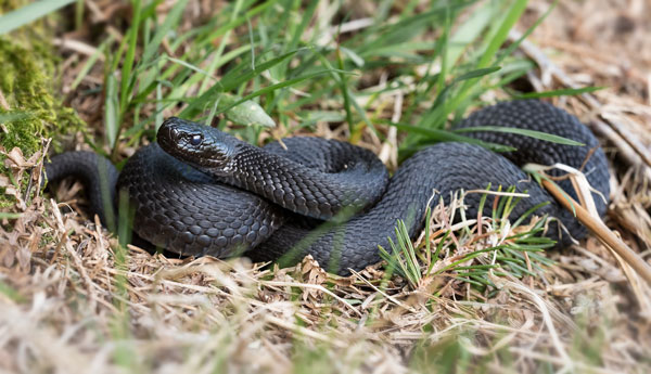 Black snake on grass