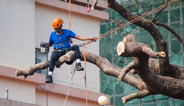 Acrobatic arborist