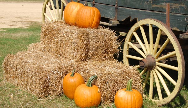 Pumpkins on haybale by cart