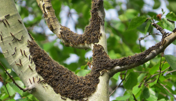 Teent caterpillars en masse on a tree