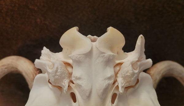 Flanges on back of deer skull