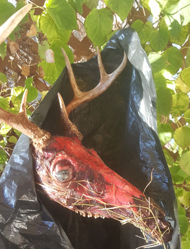 Deer Skull in bag without skin