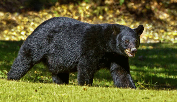 Black Bear in field on prowl
