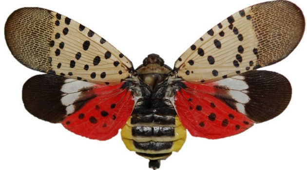 Spotted Lanternfly Found in Indiana