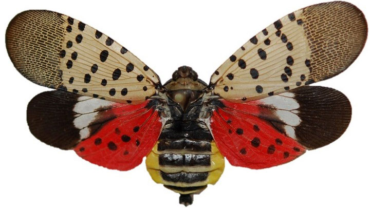 Spotted Lanternfly on White