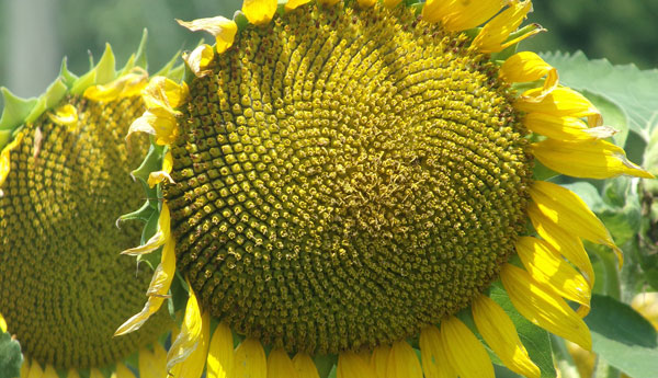 Closeup of giant sunflower with seeds