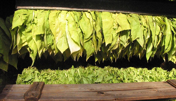 Tobacco Leaves Drying