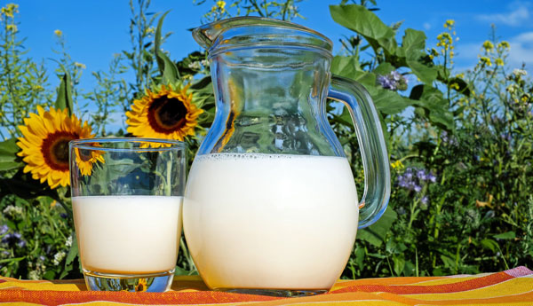 Milk in pitcher and glass with sunflower
