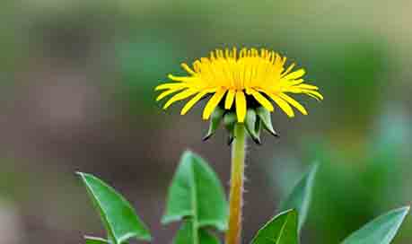 Foraging dandelion plant with roots for herbal remedies on a homestead garden