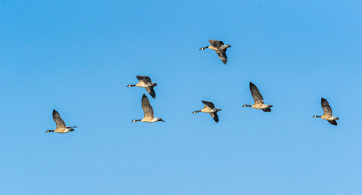 Canada geese in flight on a migratory flyway - Current Homesteading A flock of Canada geese flying in formation, the migratory waterfowl that carry bird flu along the flyways
