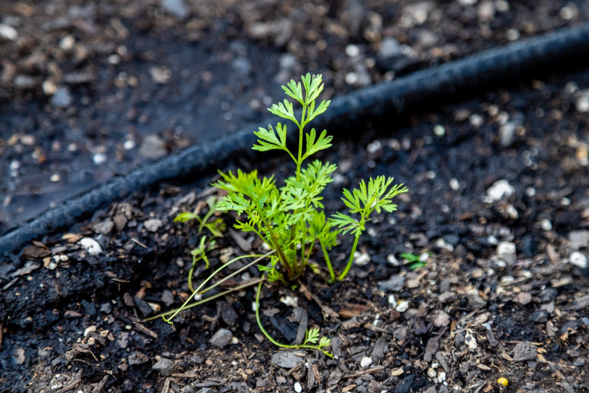 Drip irrigation lines installed in a mulched homestead garden bed for drought-proof watering