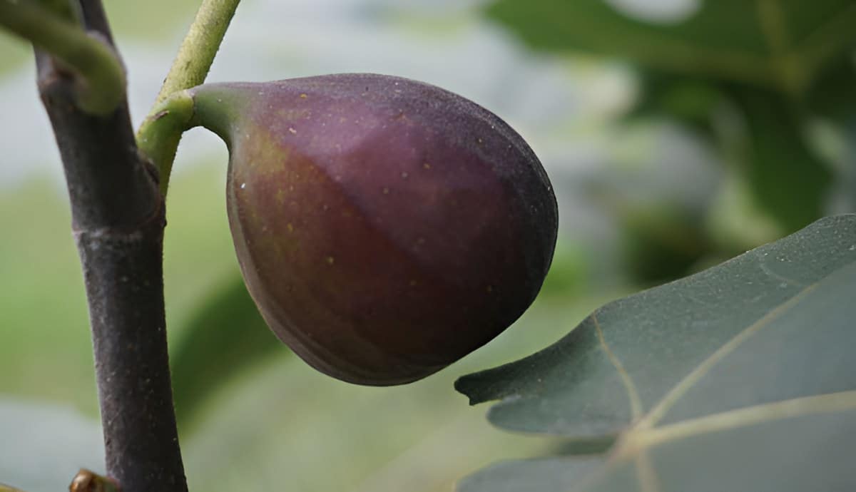 Figs!