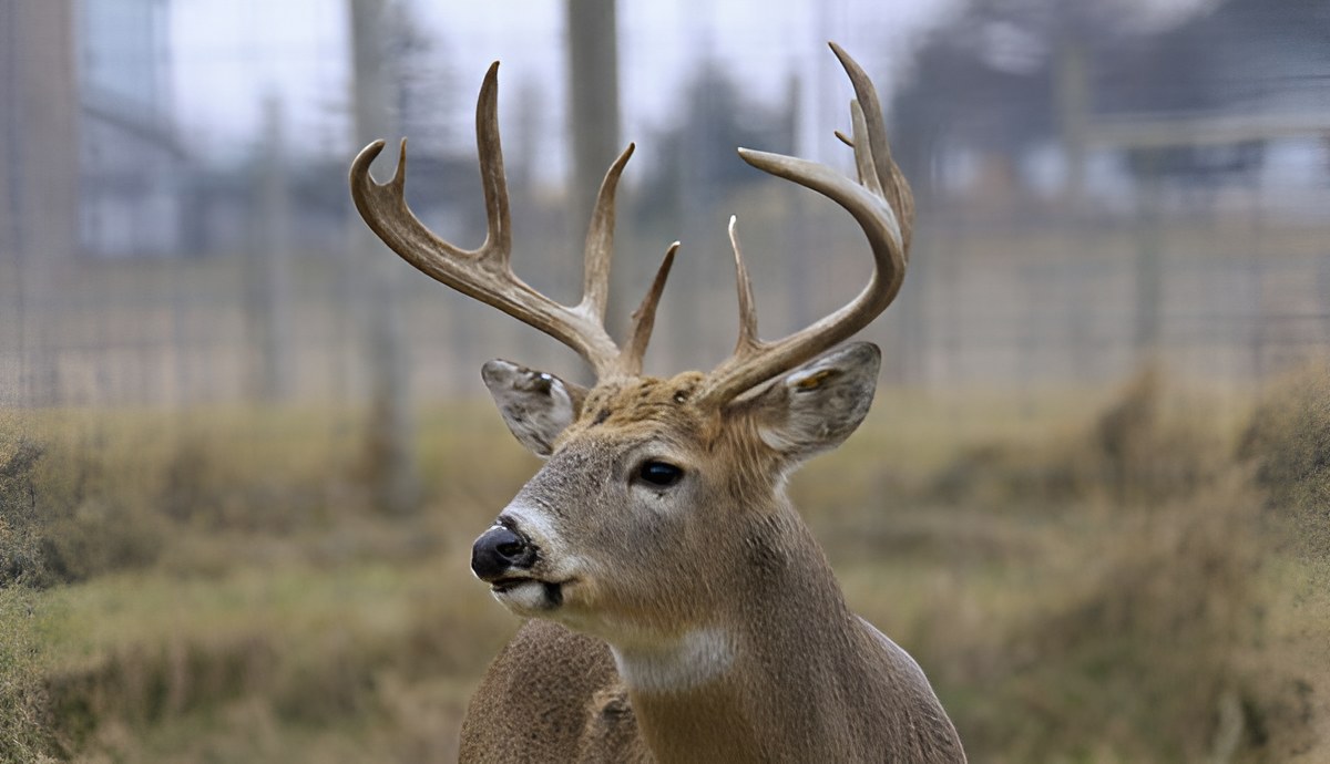 Deer looking to left of camera