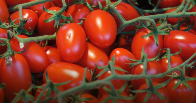 Ripe tomatoes on the vine destined for homemade canned sauce