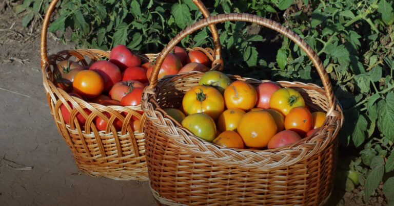 Fresh homestead tomatoes in baskets ready for water bath canning