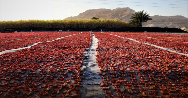 Dehydrated and sun-dried tomatoes spread out to dry