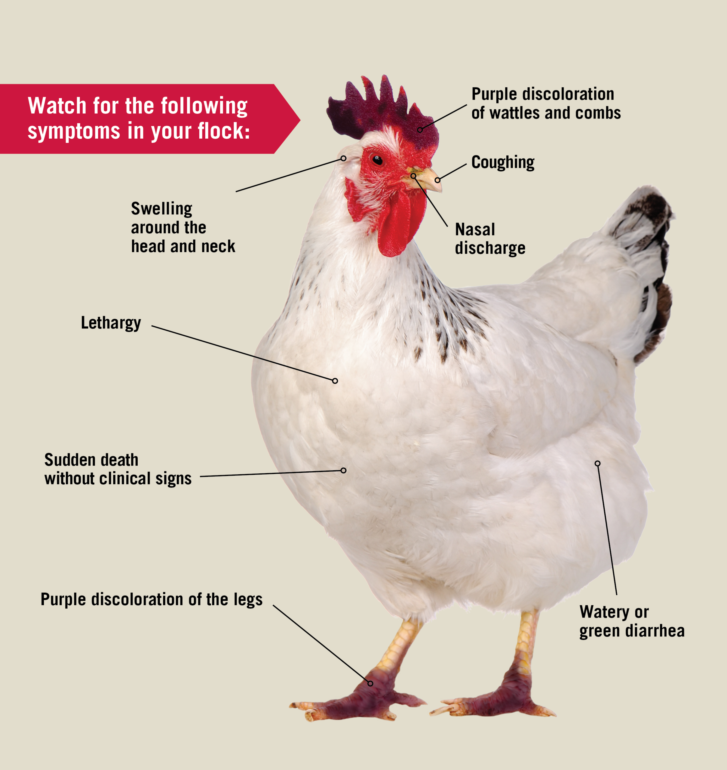 AI-Chicken_Creamery - Current Homesteading AI Chicken Creamery