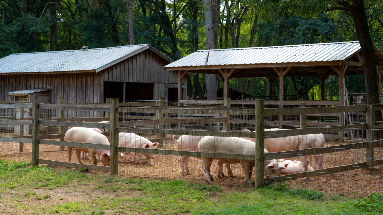 Pigs in a pen on the Homestead - Current Homesteading Pigs in a pen on the Homestead