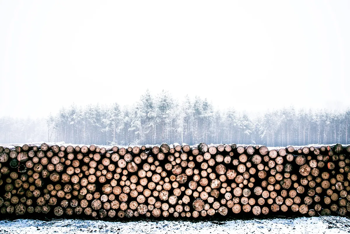 Split firewood racked in rows to lower firewood moisture content before winter