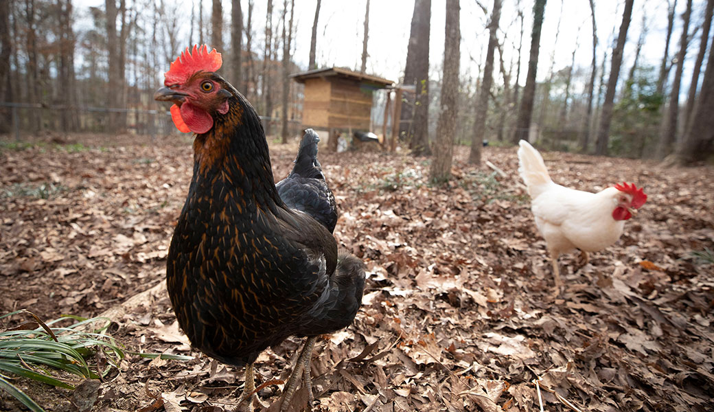 Backyard chickens, foraging - Current Homesteading Backyard chickens, foraging
