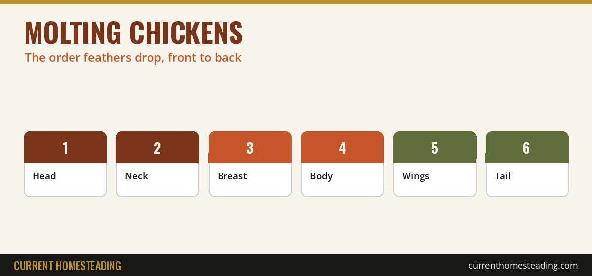 Molting chickens feather loss order: head, neck, breast, body, wings, then tail