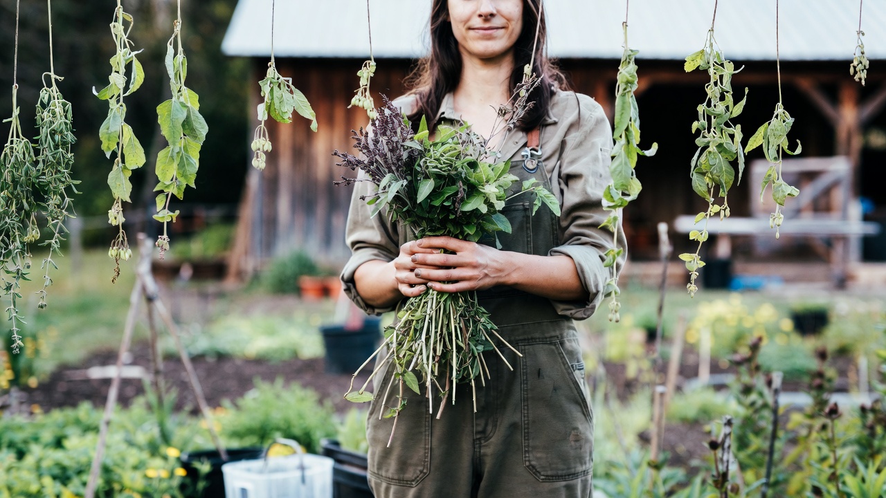 Dry herbs on a clothesline - Current Homesteading Bundles of herbs hanging on a clothesline to air dry