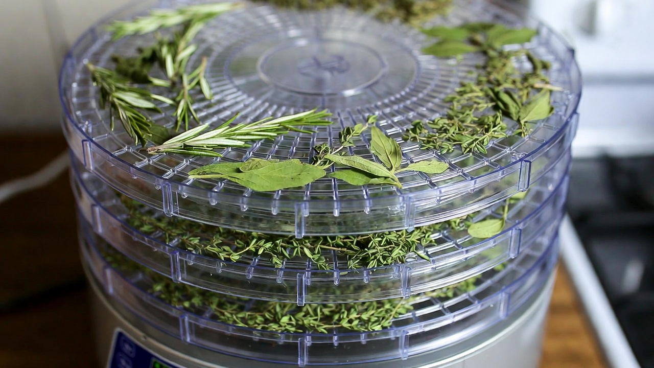 Herbs in a dehydrator - Current Homesteading Fresh herbs spread on food dehydrator trays